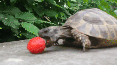 giphy-downsized-large (1).gif