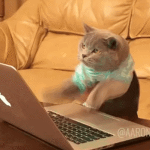 typing cat.gif