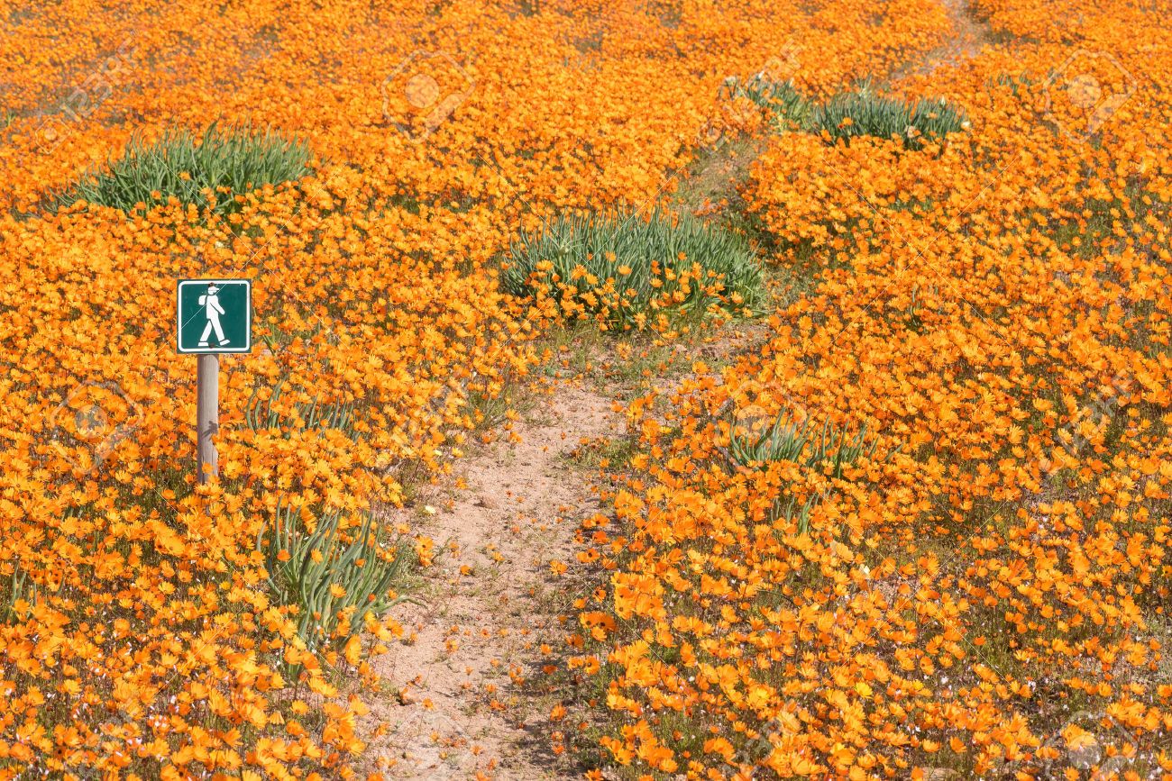 44391253-Trail-between-a-carpet-of-indigenous-flowers-at-Skilpad-in-the-Namaqua-National-Park-near-Kamieskroo-Stock-Photo.jpg