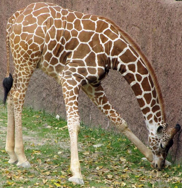 giraffe-417684_960_720.jpg