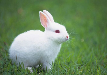 Pet-rabbit.jpg