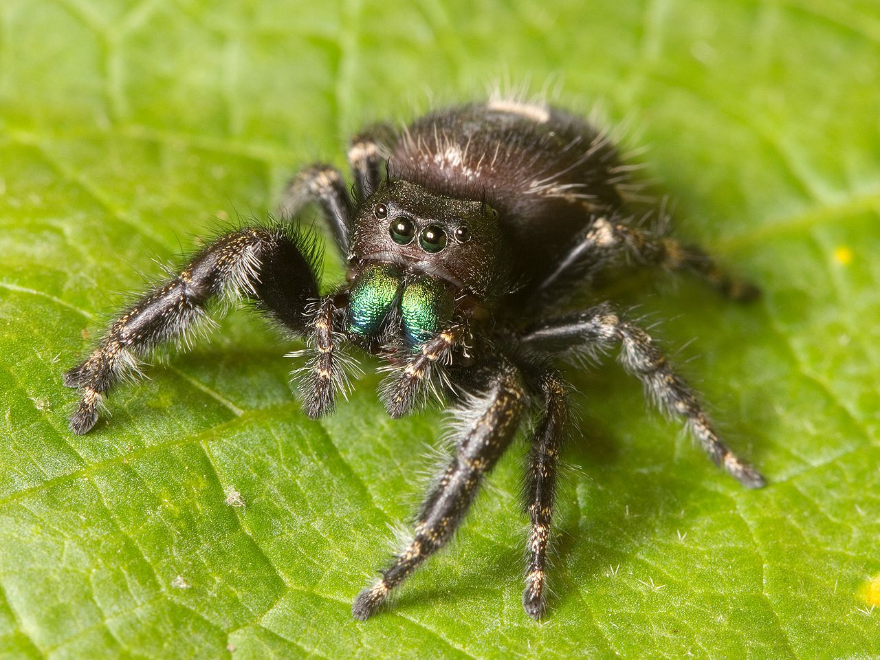 Bold-jumping-spider-wiki.jpg