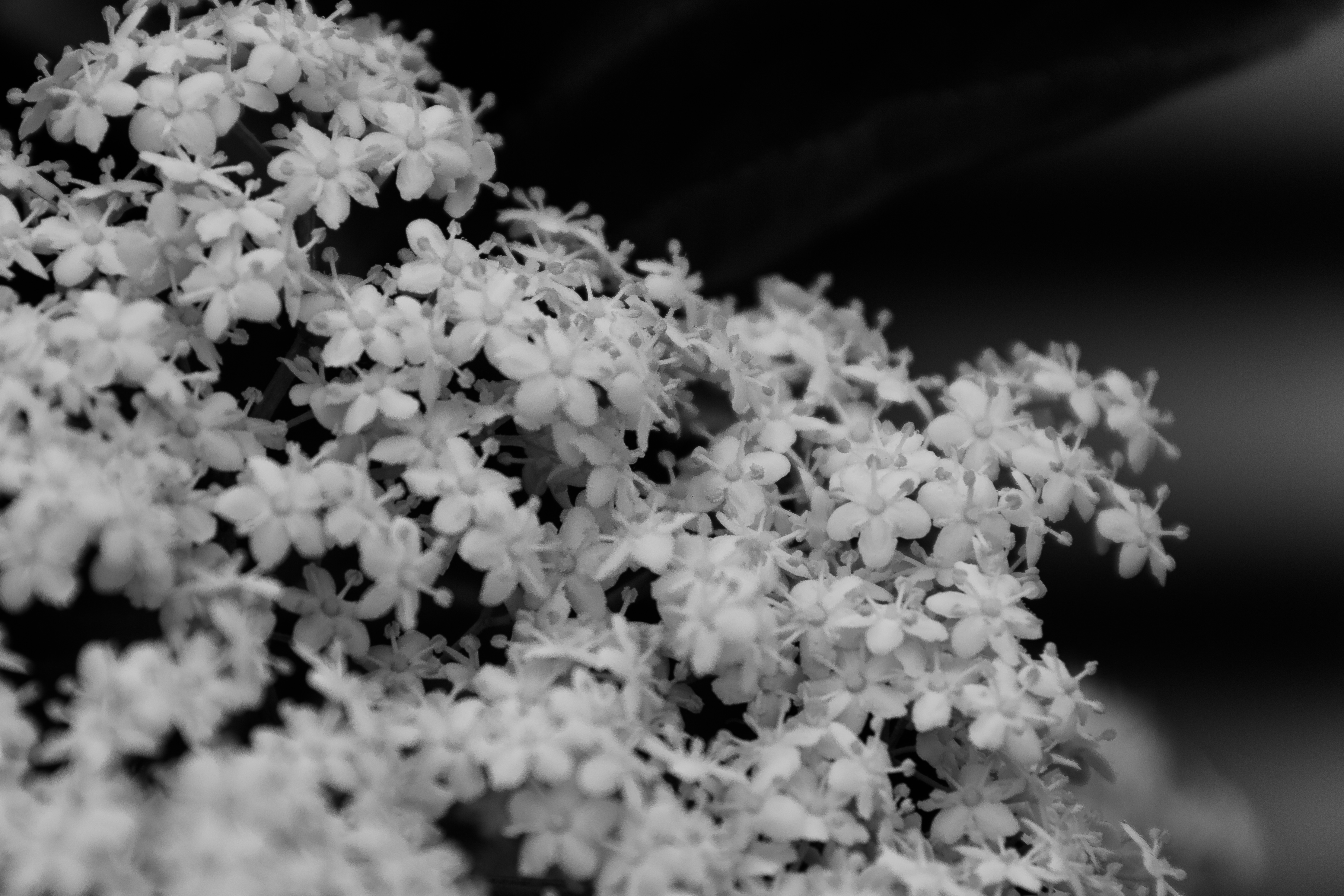 Elderflower-2.jpg