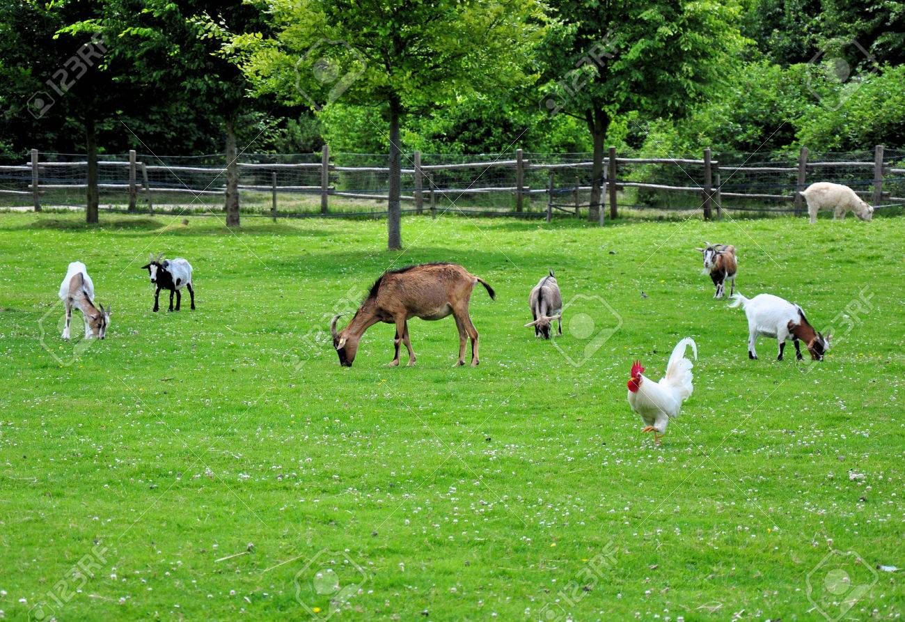 54033109-different-farm-animals-eating-grass-on-a-meadow-.jpg