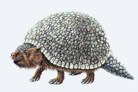 focus_glyptodont.jpg