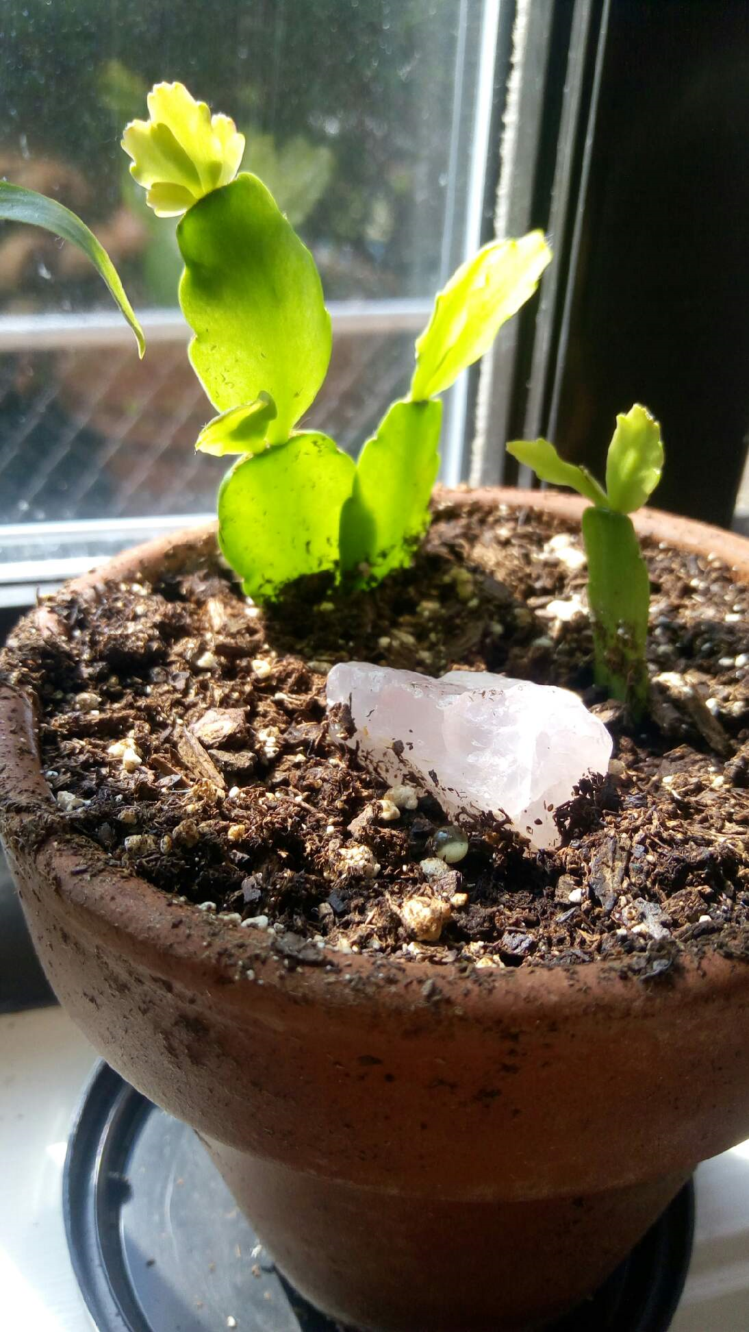 Cloning A Christmas Cactus Steemkr