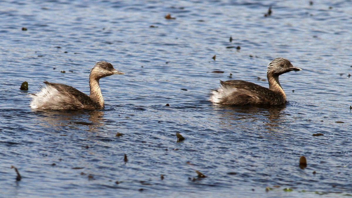 Aves Podicipediformes Podicipedidae Poliocephalus poliocephalus n3 Hoary-headed grebe.jpg