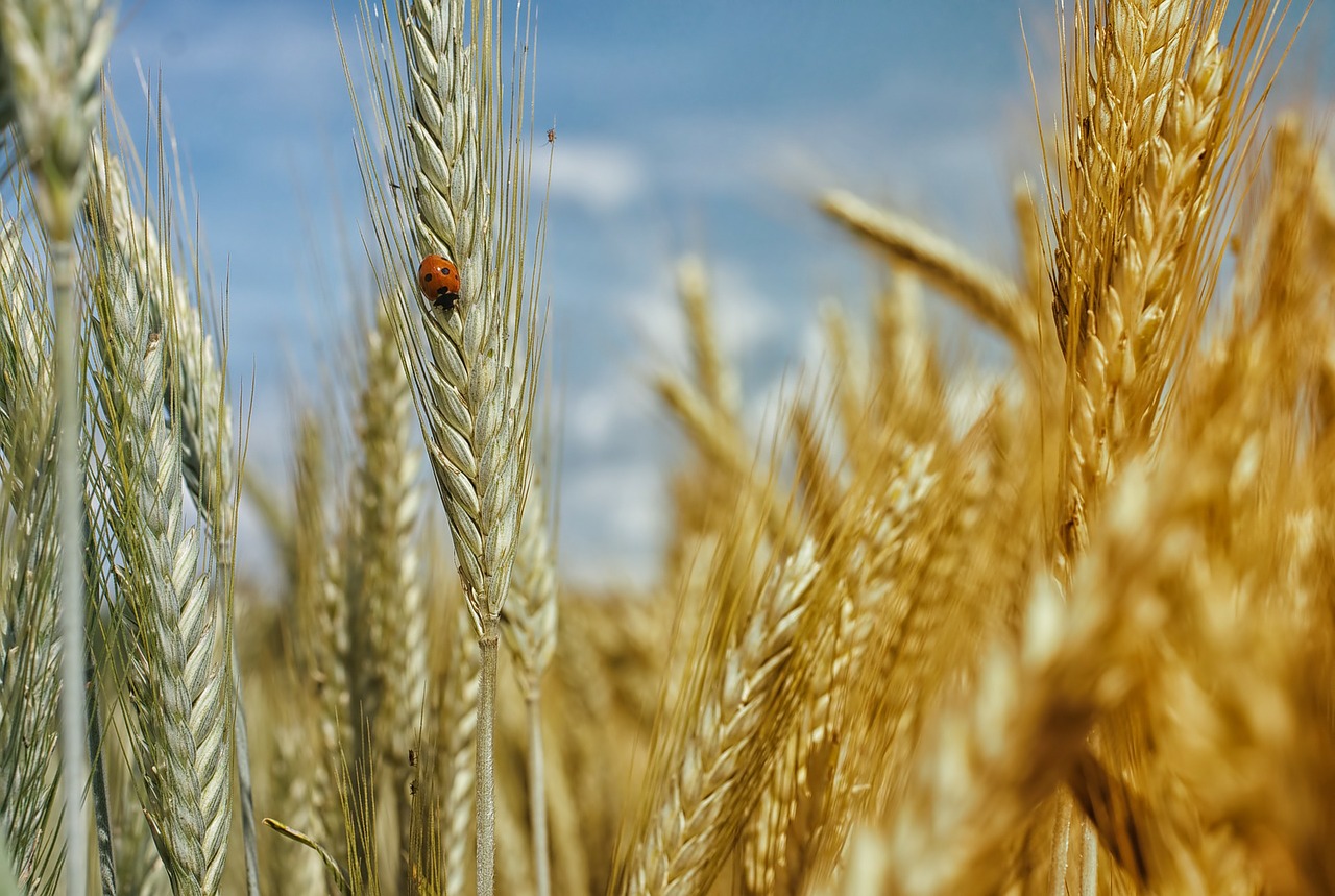 cornfield-195642_1280.jpg