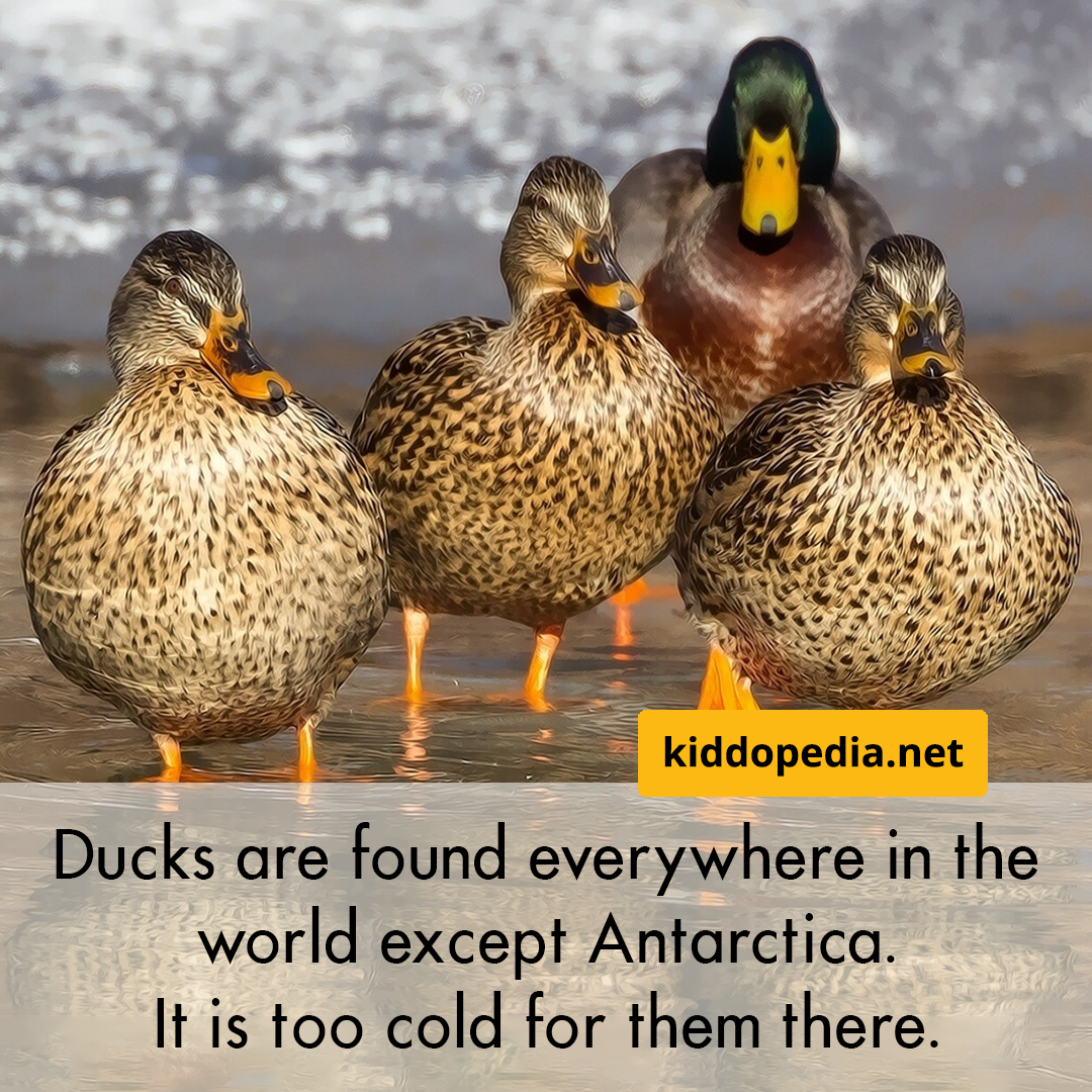 4 duck.png