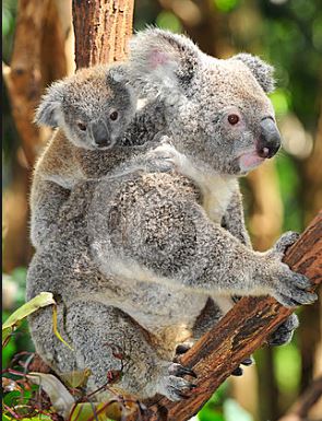 koala joey.JPG