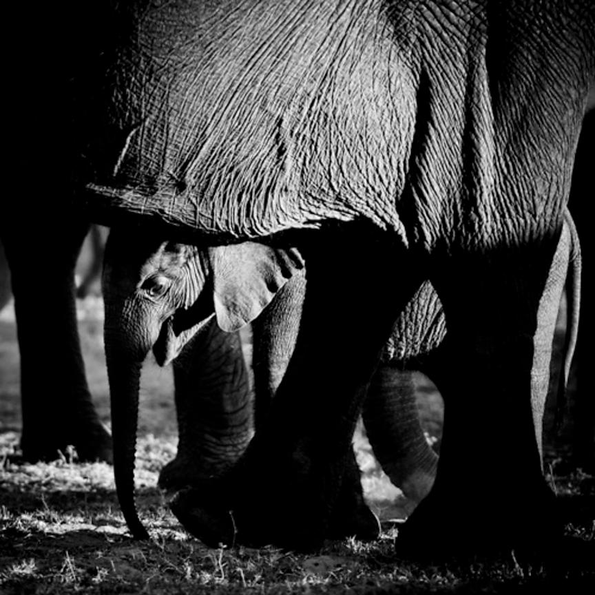 4279-Baby_elephant_under_legs_of_his_mother_Laurent_Baheux_xgaplus.jpg