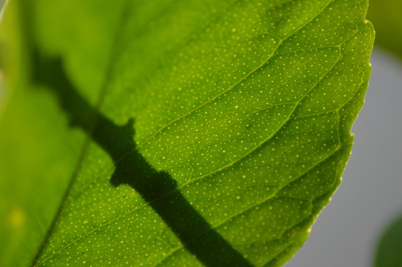 99911622296 - citrus leaf lemon tree hackney.jpg