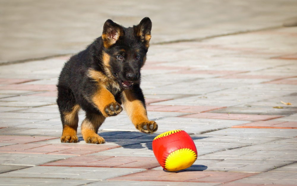 German-Shepherd-iphone-6-Wallpaper-1000x625.jpg