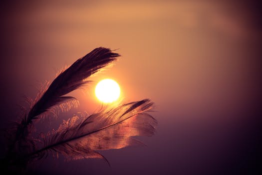 sunset-feathers.jpg