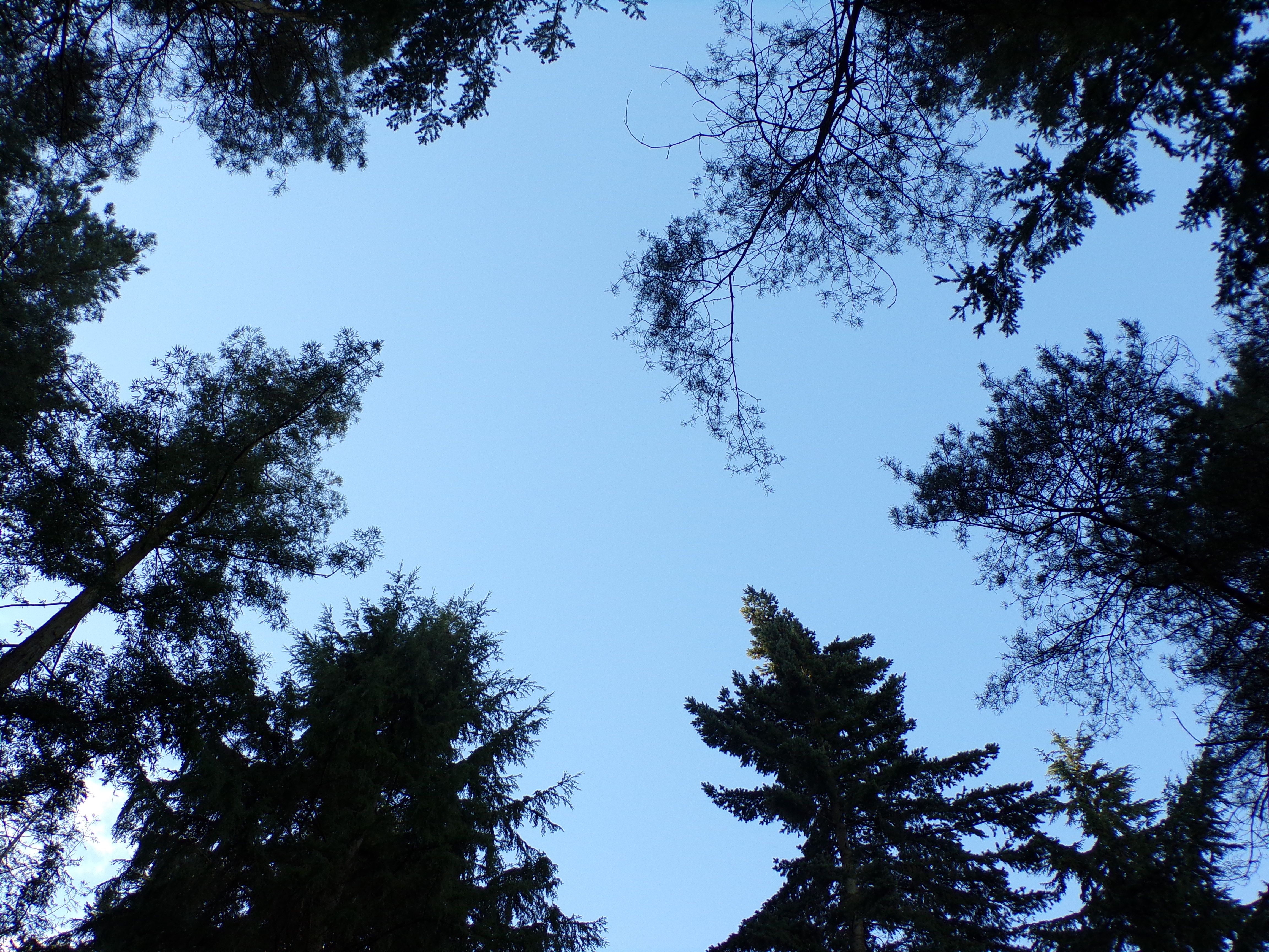 the woods.JPG