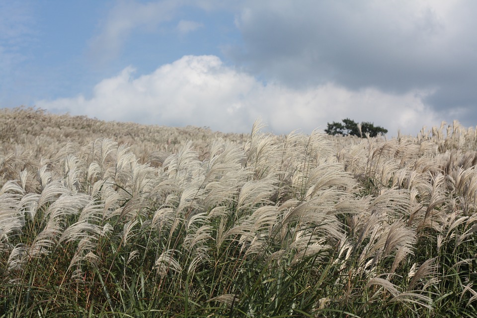 reed-367321_960_720.jpg
