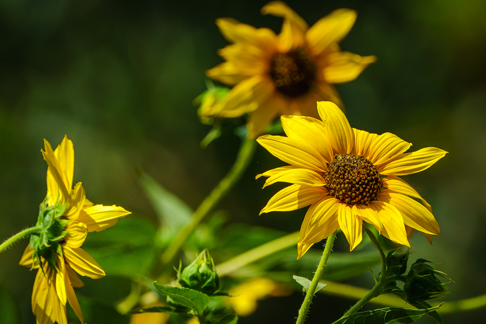 wild-sunflowers_36148220414_o.jpg