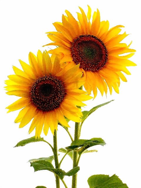 Two Sunflowers.jpg