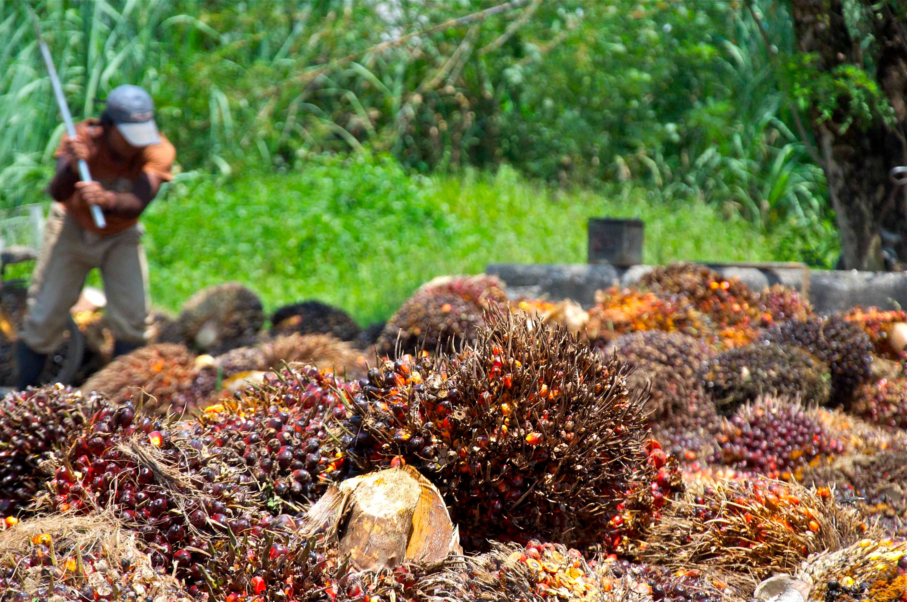 Palm-oil-fruit-harvest-Malaysia.-Photo-by-Craig-Morey.jpg