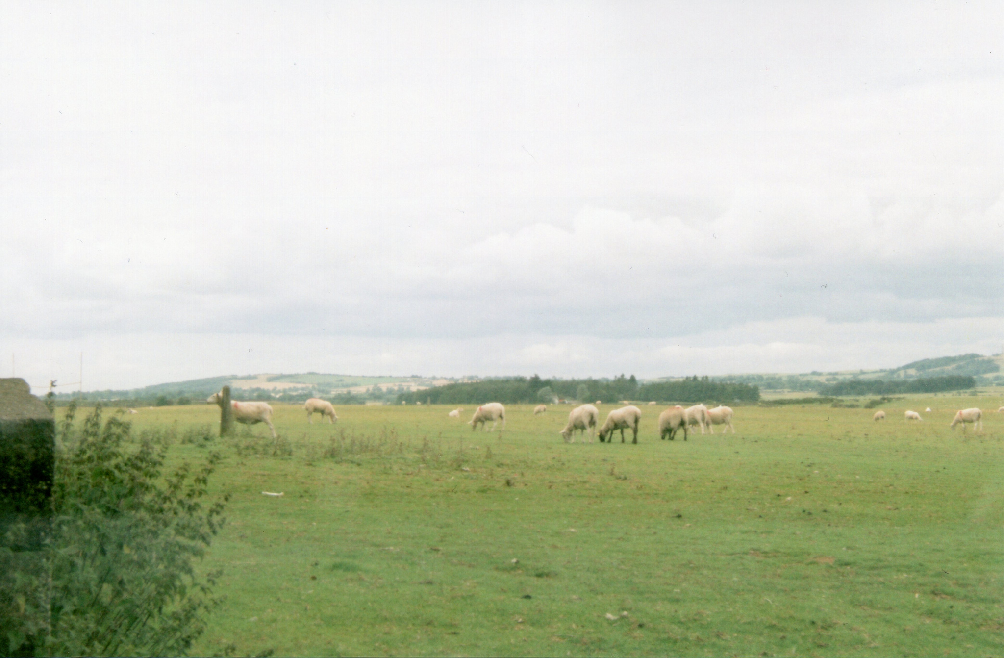 Sheep.jpg