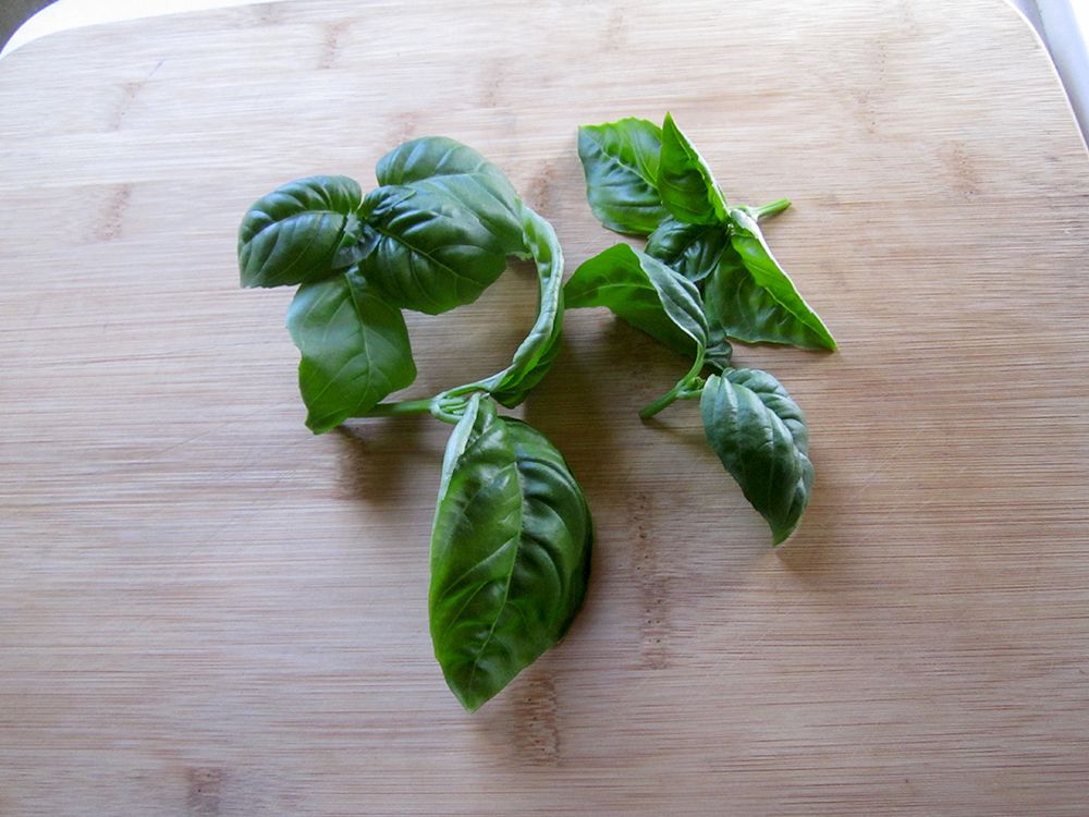 Basil 1b.jpg