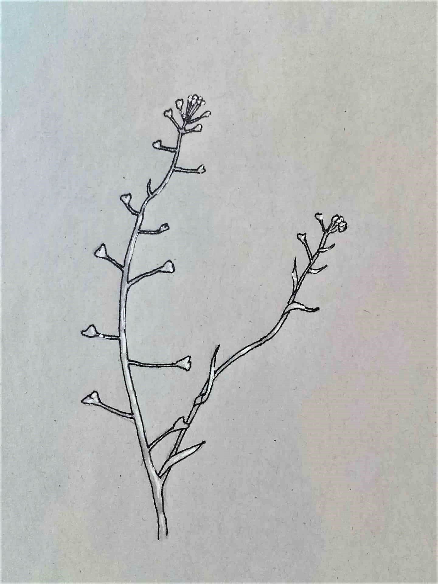 Stock Photo - Circa 1880s engraving of Shepherd's-purse (Capsella  bursa-pastoris) from Prof Dr Thome's Flora o… | Botanical illustration,  Floral botany, Art clipart