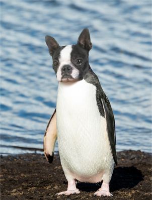 Terrier-Penguin.jpg