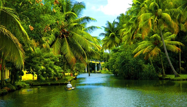 Coconut-trees-in-Kerala-Backwaters.jpg