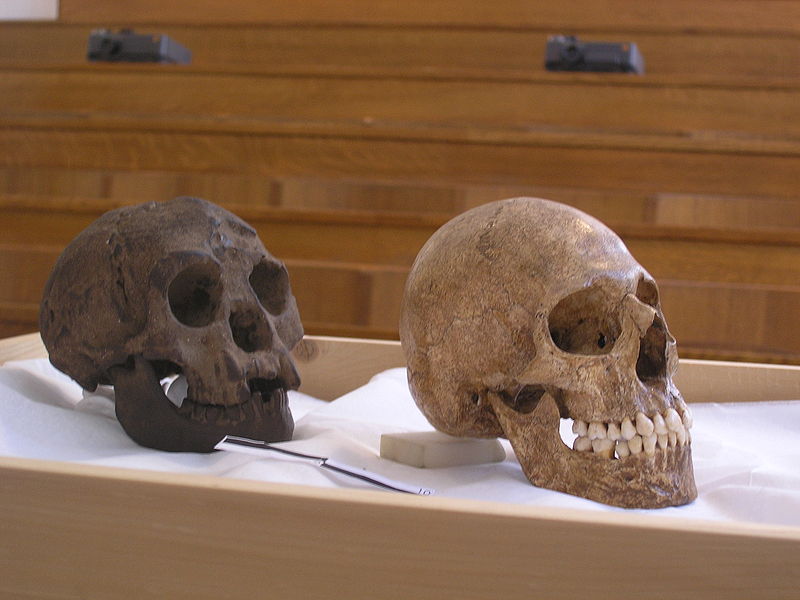 800px-H-floresiensis-Cretan-microcephalic.jpg