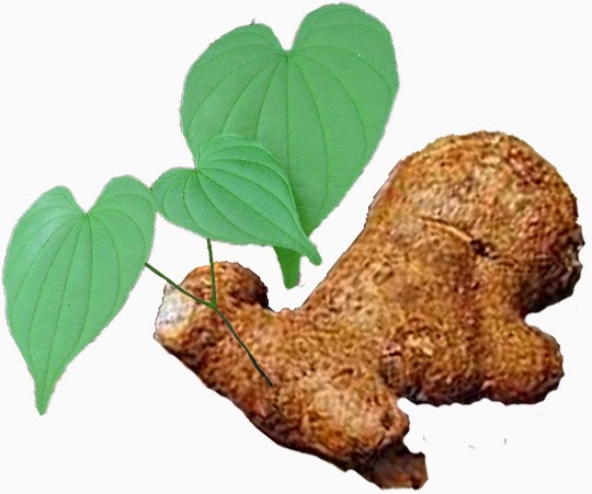 Benefits Of Wild Yam (Dioscorea Villosa) For Health (2).jpg