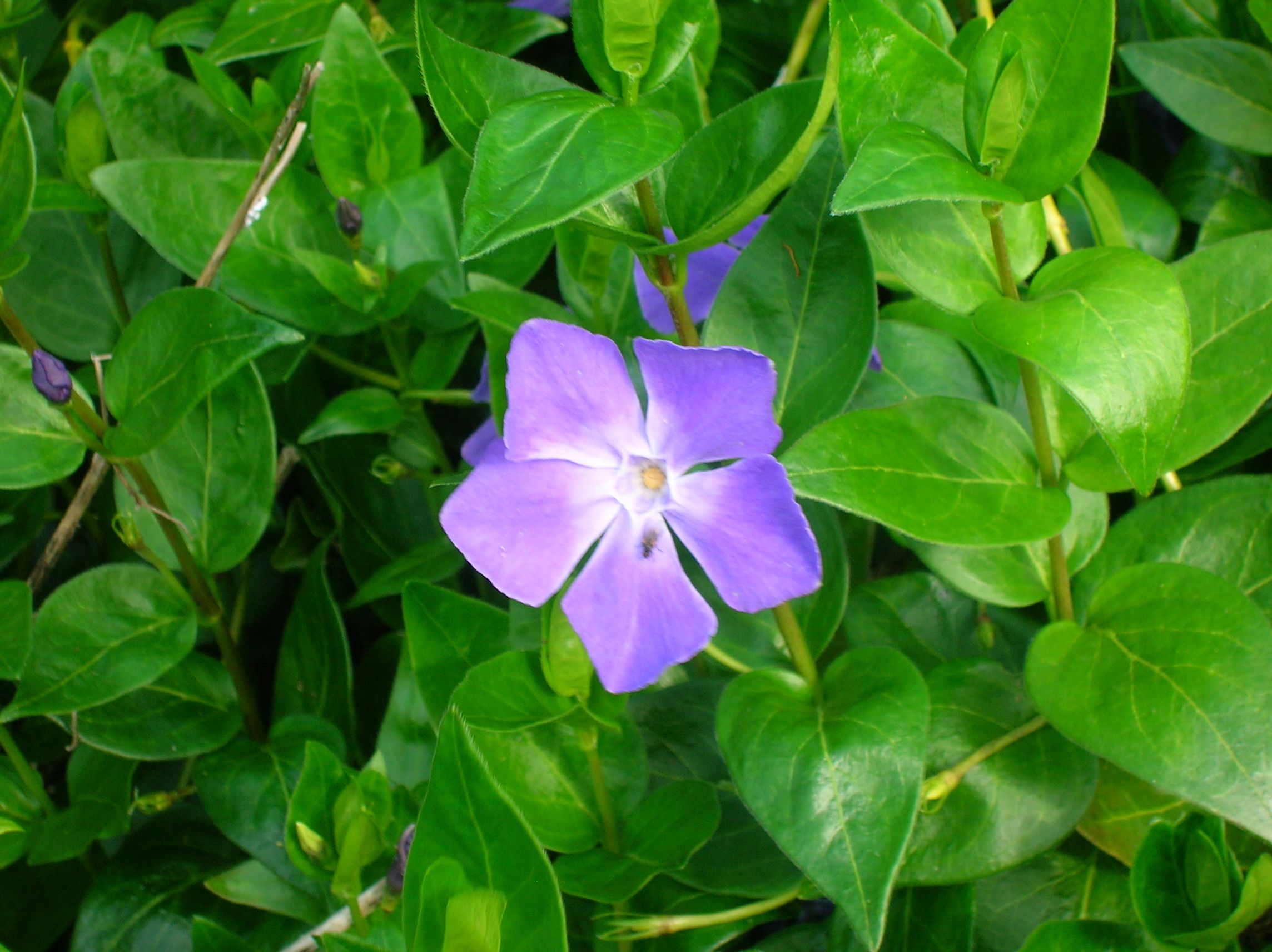 Vinca_major_Greater_Periwinkle.JPG