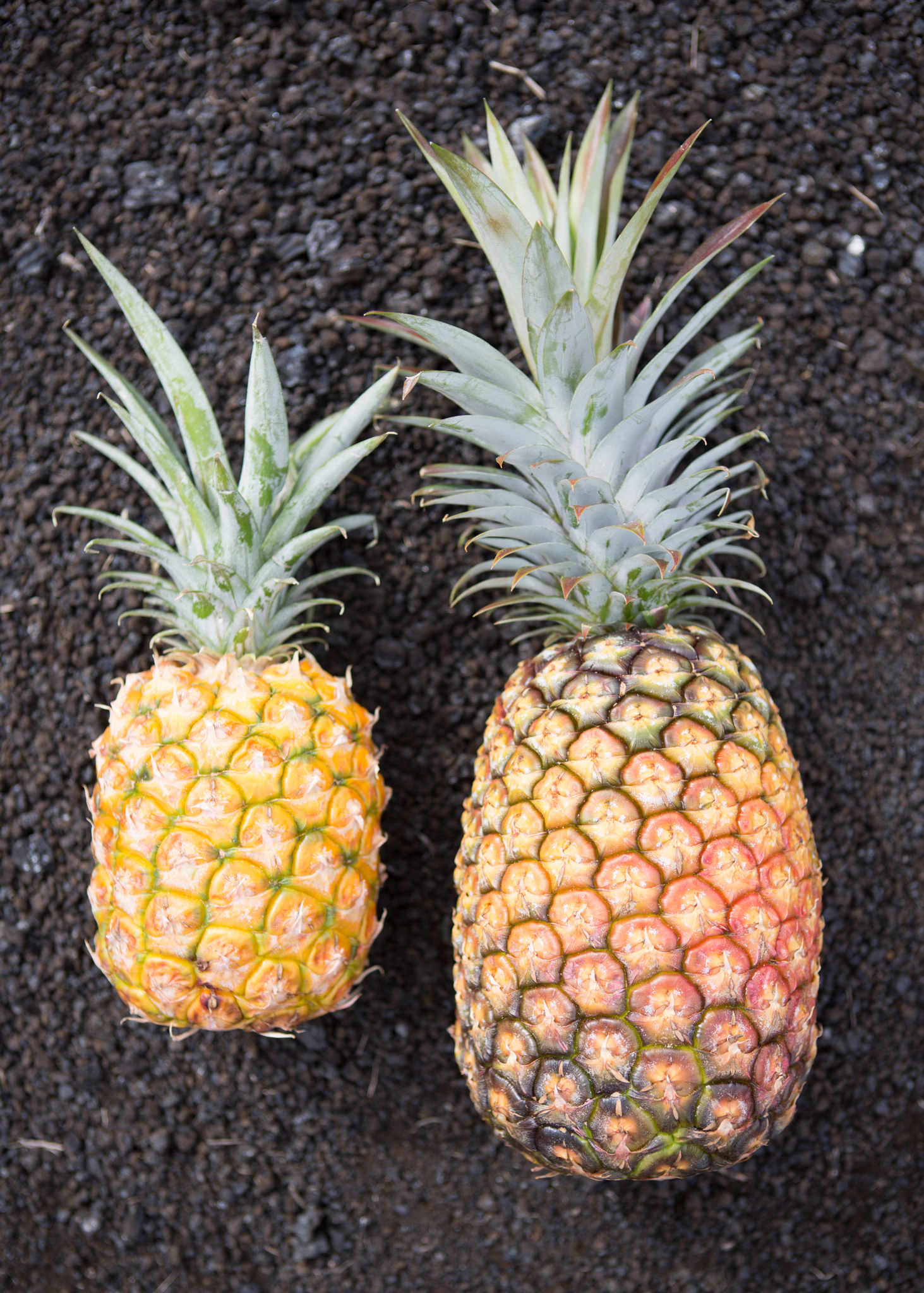 Hawai I S Sugarloaf White Pineapples Yellow Pineapples Steemitphotochallenge 44 Food Steemit