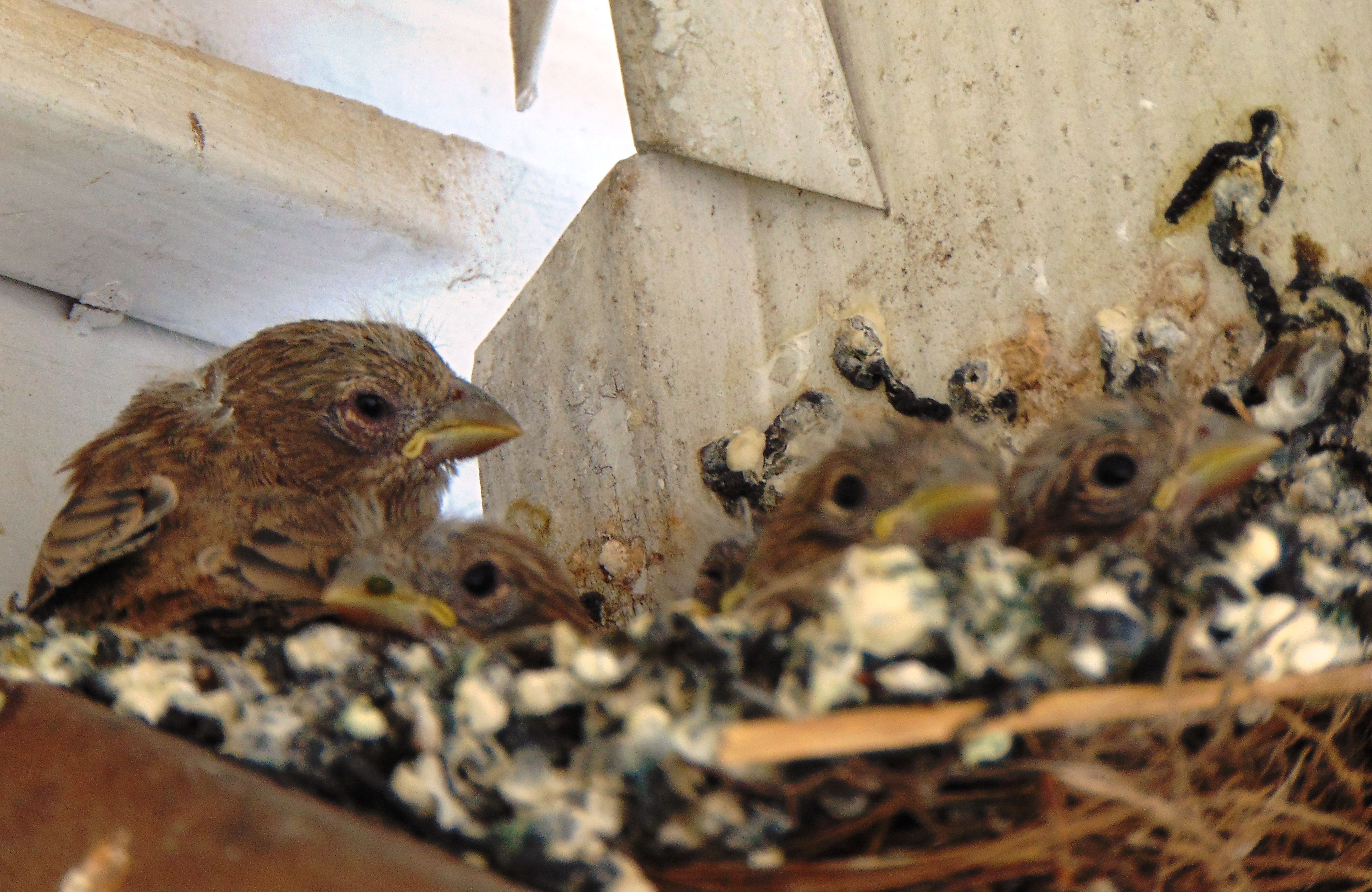 baby house finch care