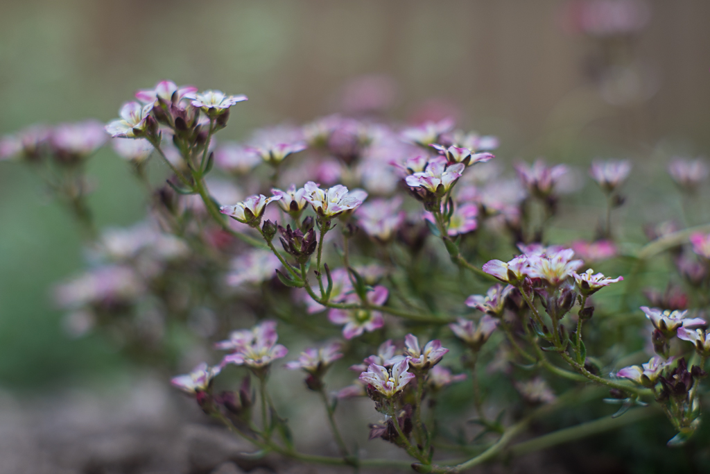 28-04-2018-flowers-04115.jpg