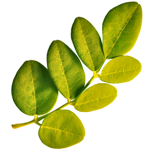 Moringa_Leaf.png