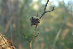 leptospermumpetersonii13_sml.jpg