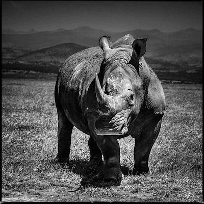 4281-Rhino_right_in_front_of_you_Kenya_2013_Laurent_Baheux_medium.jpg