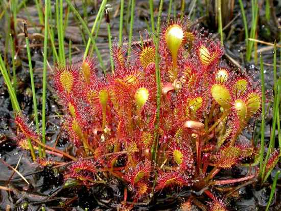 drosera_intermedia.jpg