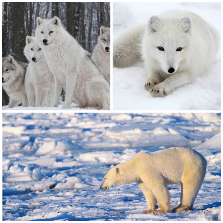 الحيوانات-في-القطب-الشمالي-768x768-1.png