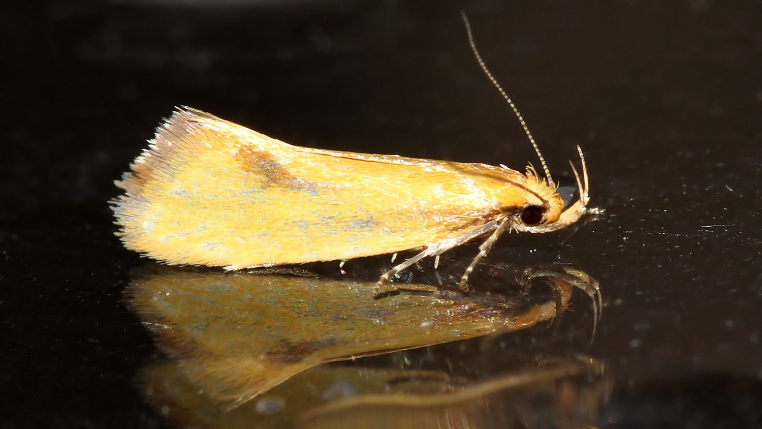 Oecophoridae Telocharacta hemicroca MV BY Tas 2018-01-20.jpg