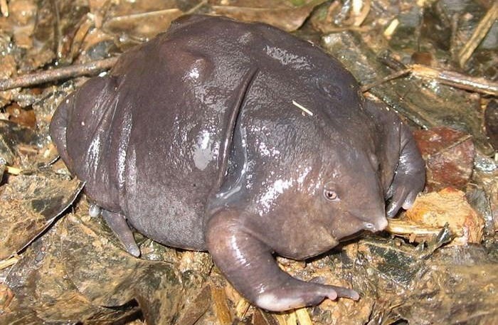 purple frog_Innerhacking_Com.jpg