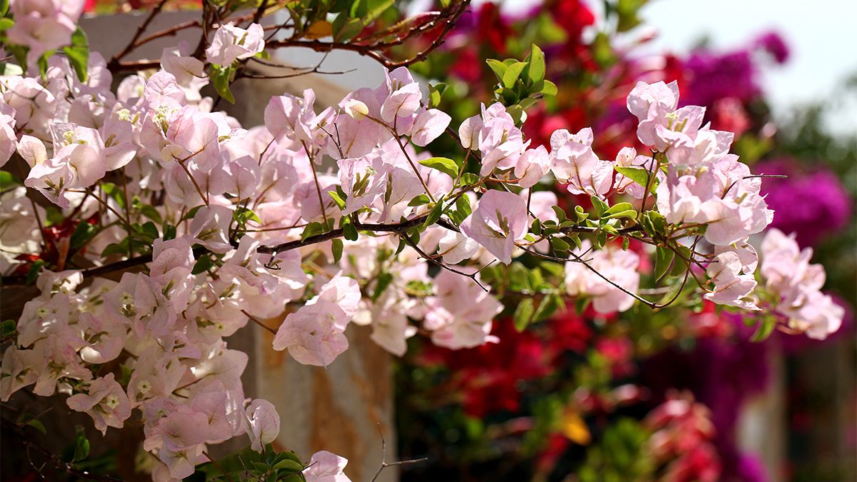 bougainvillealead1200x675.jpg