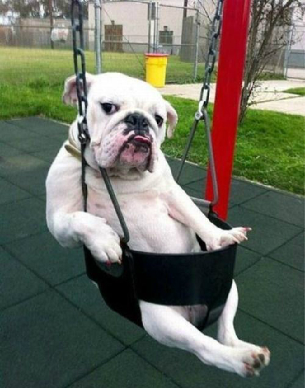 Chú chó bựa nhất thế giới.jpg