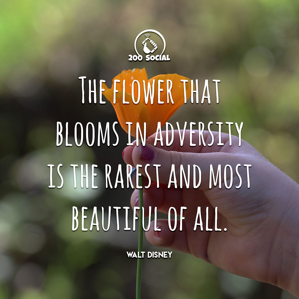 Steemit is Like a Flower Blooming in Adversity. — Steemit