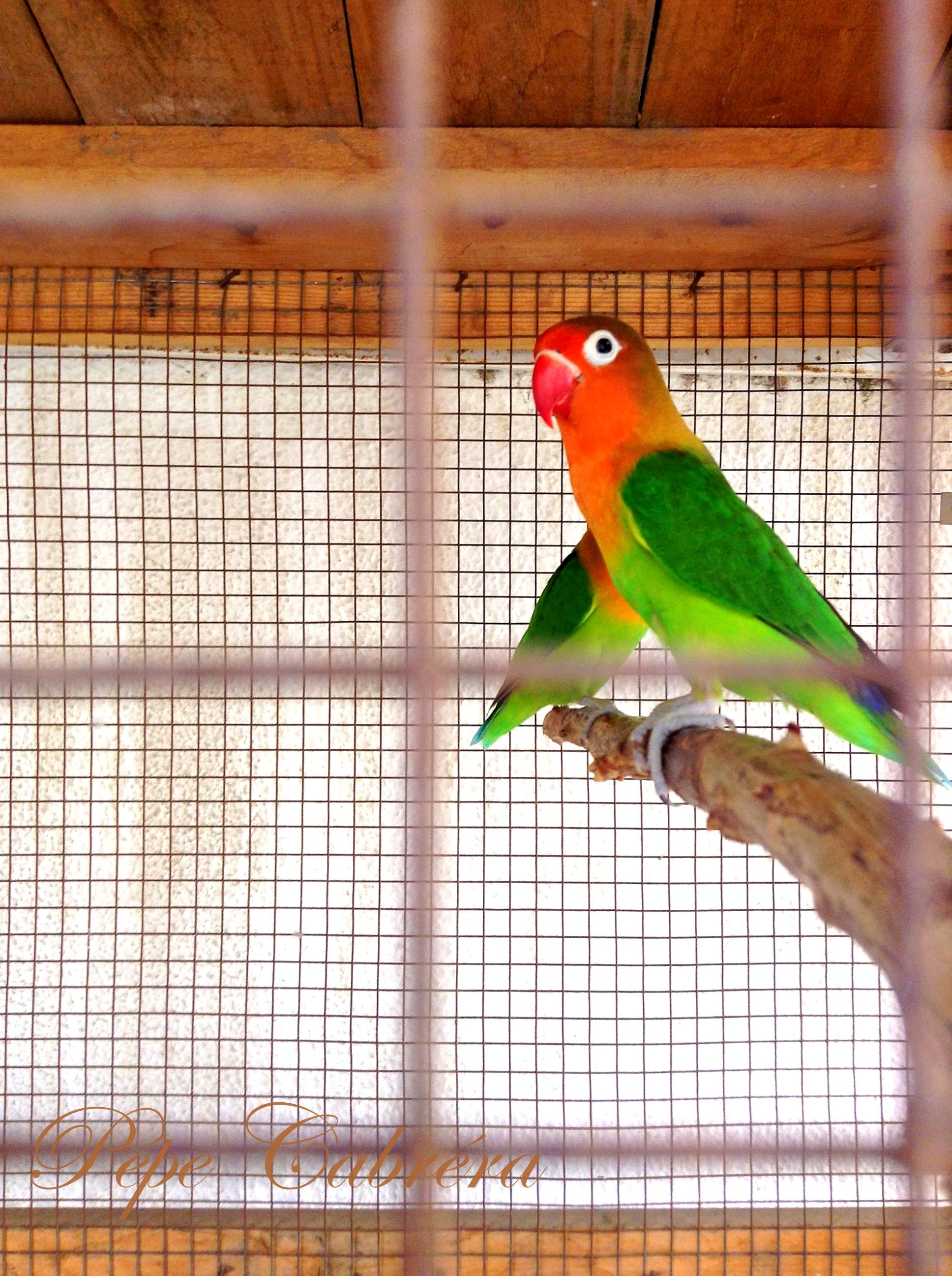 Parakeets in a cage.JPG