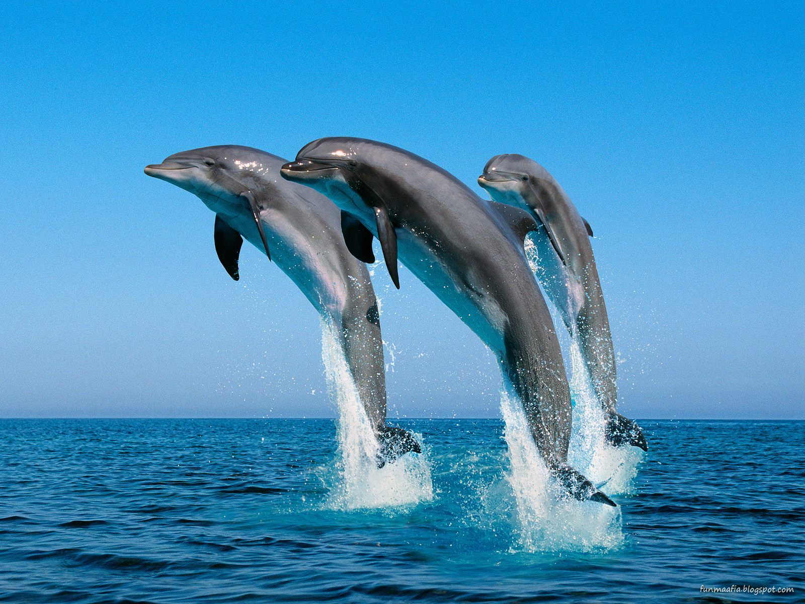 dophin-wildlife-wallpaper.jpg
