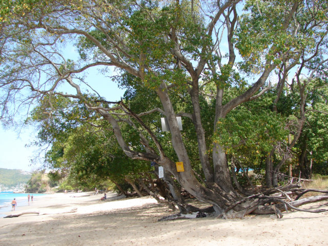 manchineel.jpeg