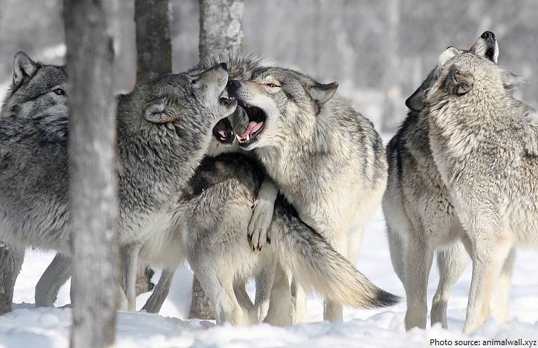 wolf-pack.jpg