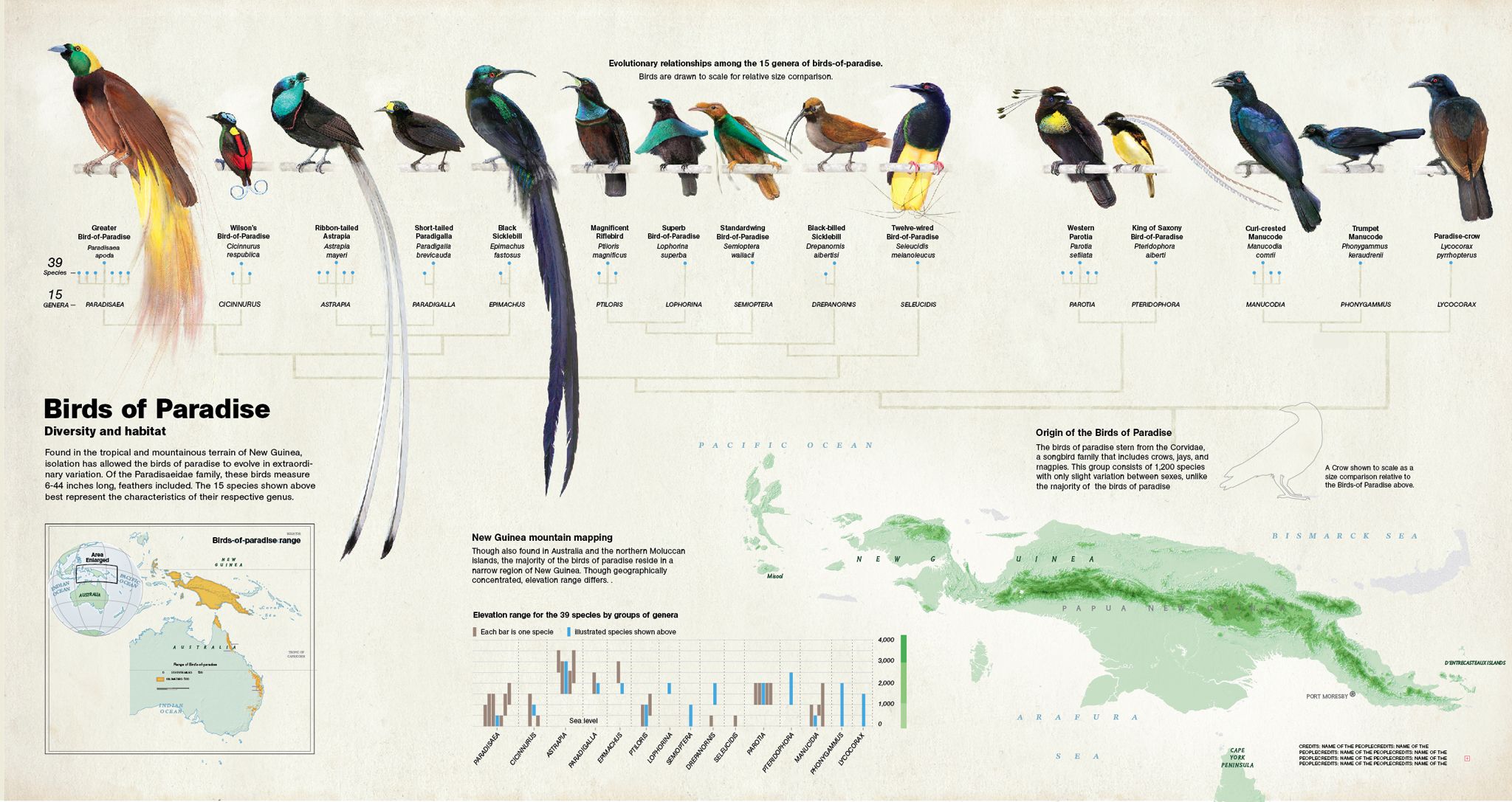 Bird Comparison Chart