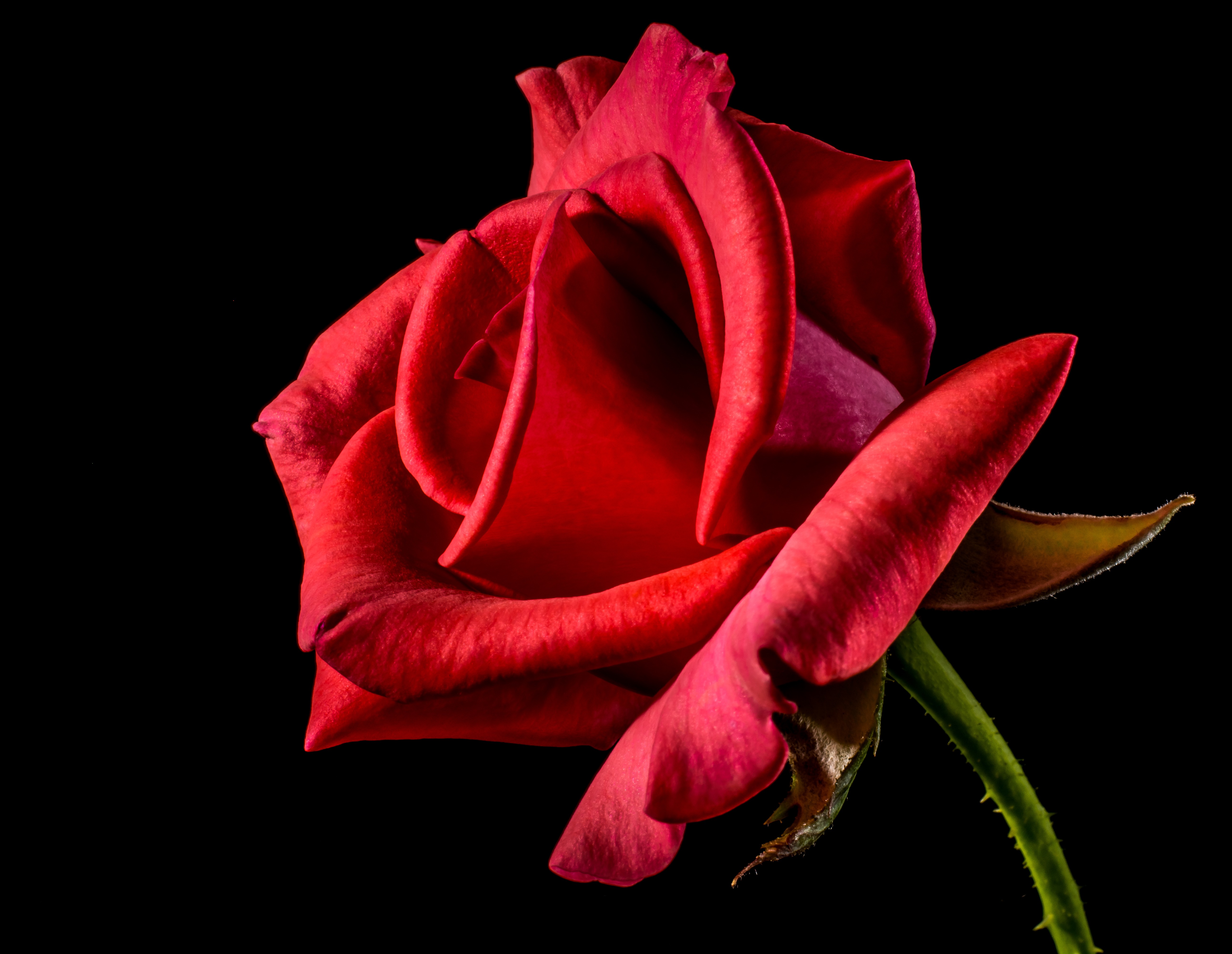 red-rose-320868.jpg